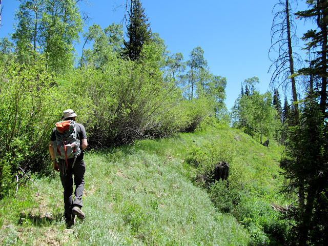 Walking an overgrown fork in the road