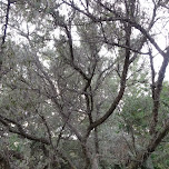 kanako climbing trees in Scarborough, Canada 