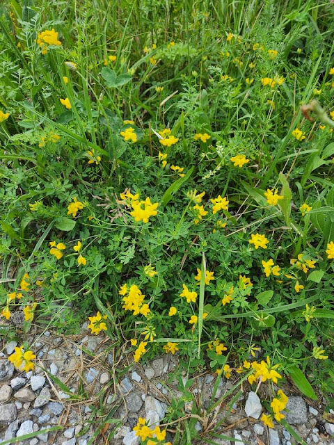 Lotus corniculatus Location Missouri, United States of America