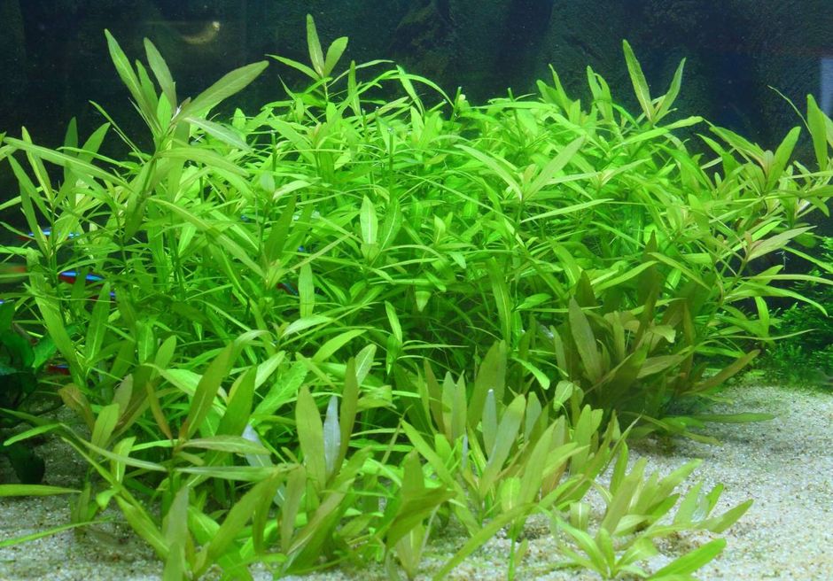 Гигрофила многосеменная (Гигрофила индийская, Болотник) (Hygrophila polysperma)