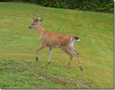 Deer passing through Prince Rupert RV Park