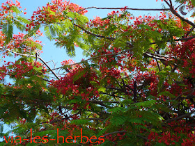 Flamboyant, Delonix regia, Famille: Césalpiniacées, Tanzanie, décembre2010 flamboyant .jpg