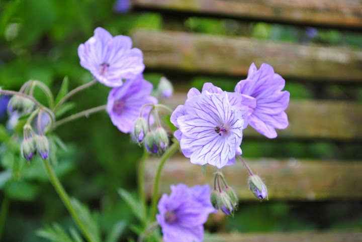 [Bild: Geranium%252520tuberosum3_20150517.JPG]