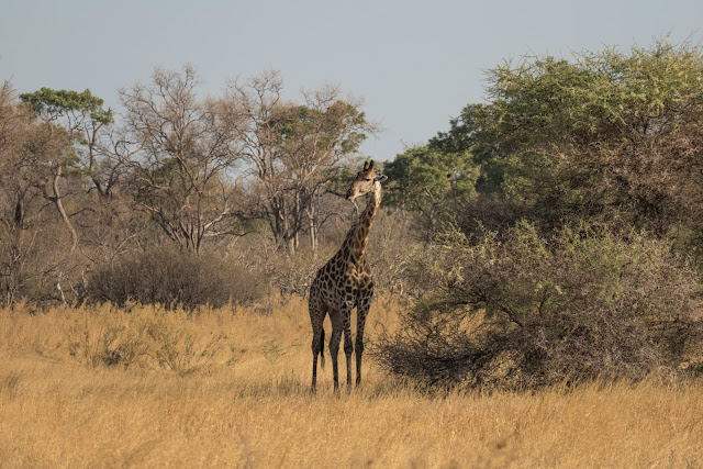 Botswana et Zimbabwe en octobre BotsZim_Oct2015_013