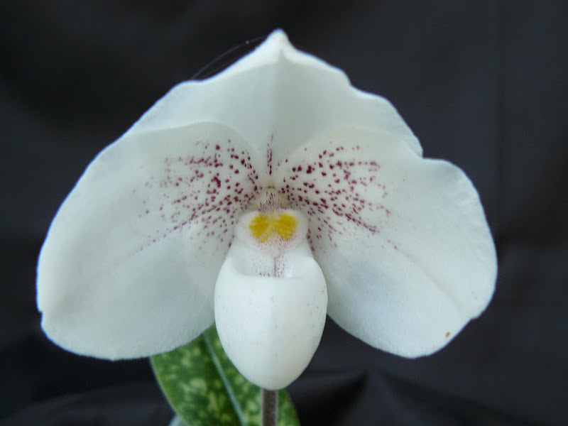 Paphiopedilum Greyi (godefroyae x  niveum) P1050217