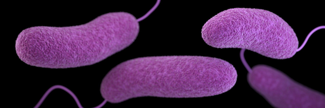 Microscopic view of Vibrio. Photo: CDC