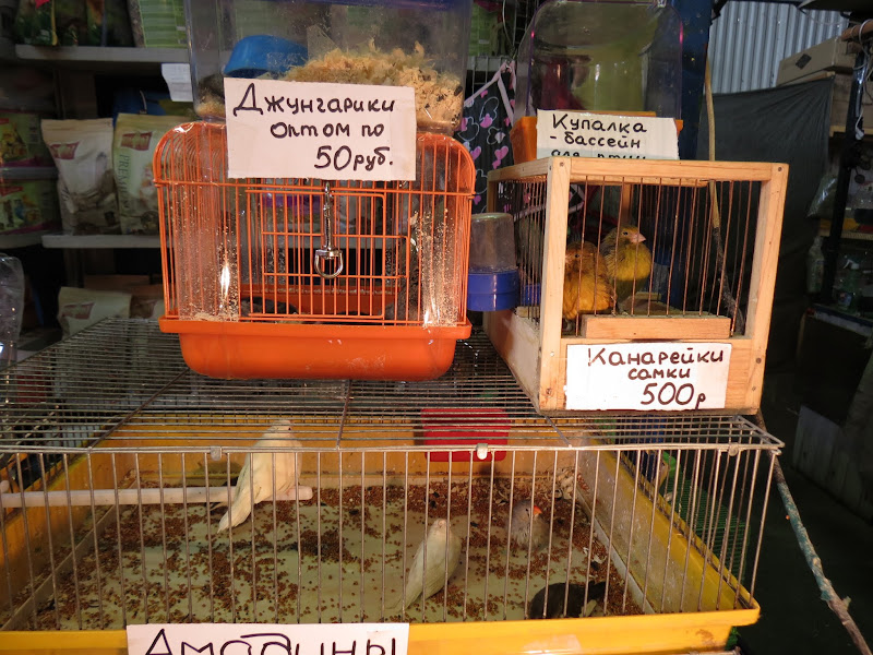 Птичий рынок в москве собаки цена