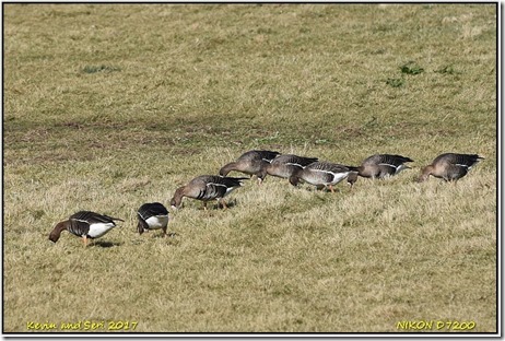 Slimbridge WWT - March