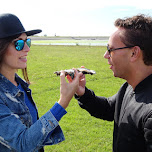 oysters on Texel in Texel, Netherlands 