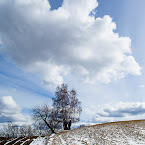 Trees on hill. 08042012-0001.jpg