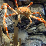 giant sea crab at the Shinagawa Aquarium in Shinagawa, Japan 