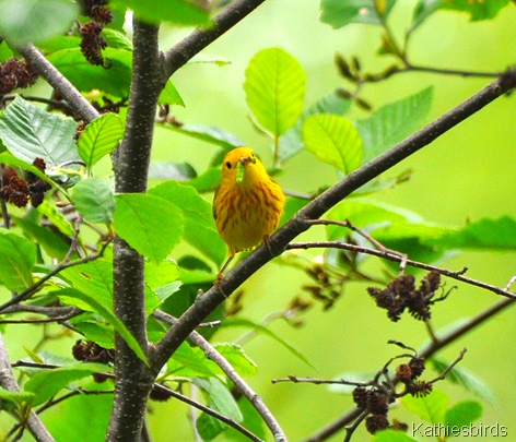 6. yellow warbler-kab