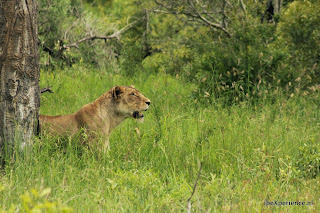 Zuid Afrika Kruger Park