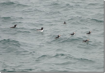 nl_pr_puffins30