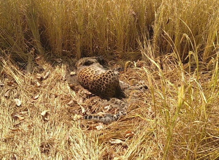 Leopard, chandrapur, sindewahi