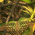 Tailed jay