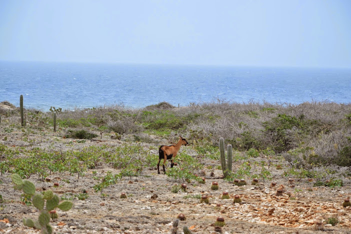 ARUBA LOW COST POR LOSFRATI - Blogs de Caribe - ARUBA LOW-COST POR LOSFRATI (16)