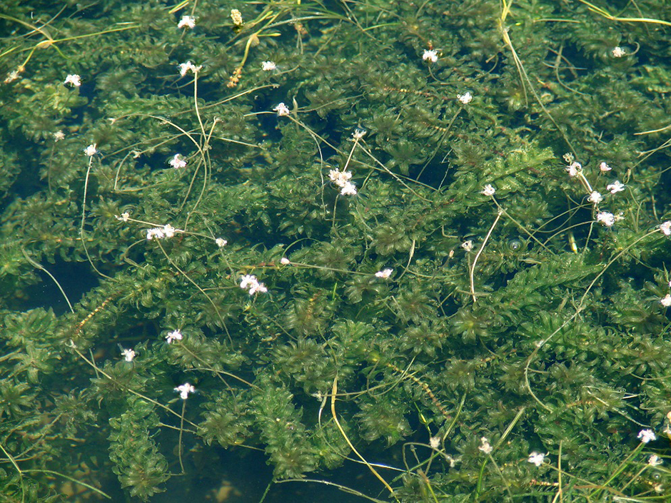 Элодея канадская (Elodea canadensis)