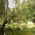 Berowra Creek north of Provest Creek (328802)