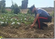 Campo broccoli su una discarica illegale