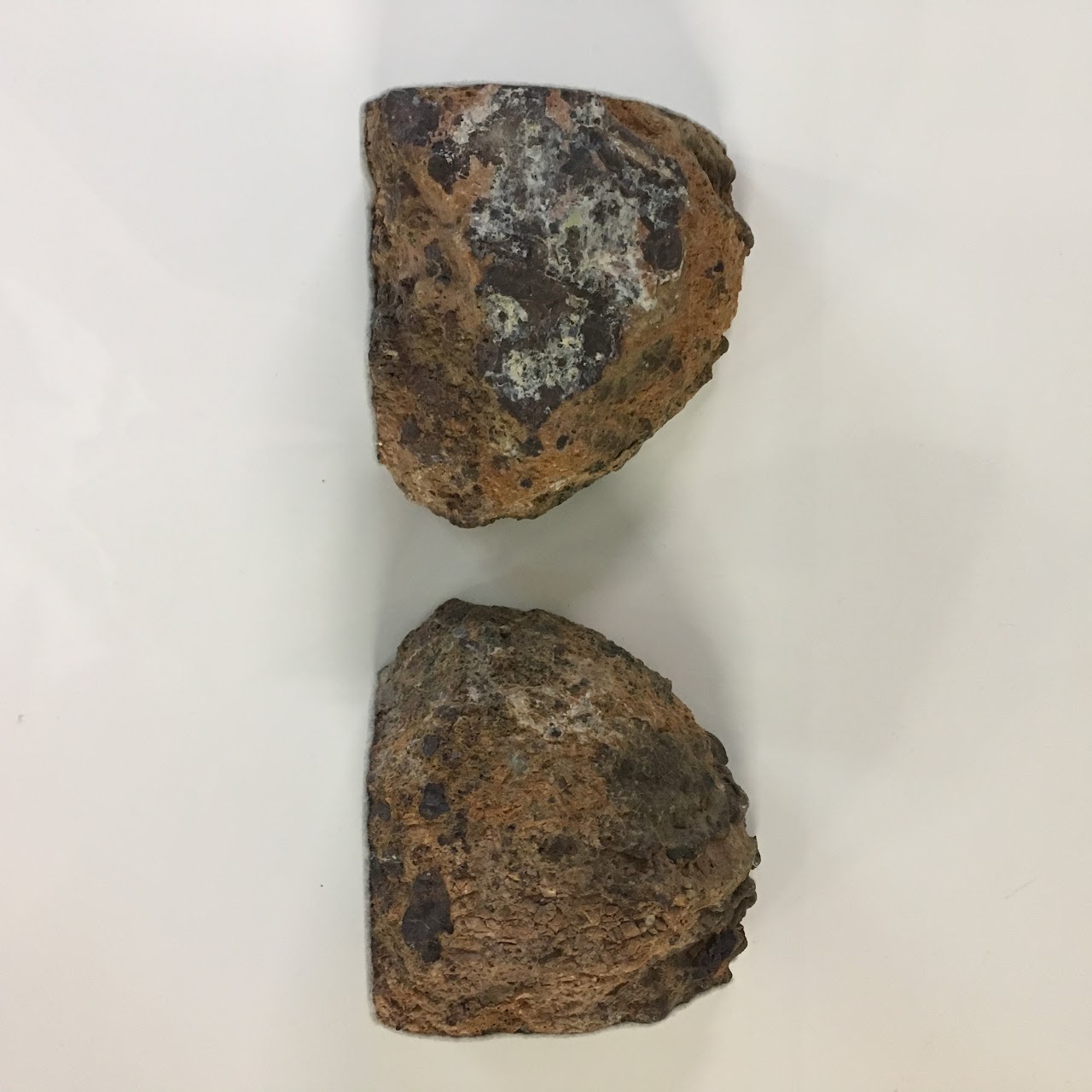 Petrified Wood Geode Pair