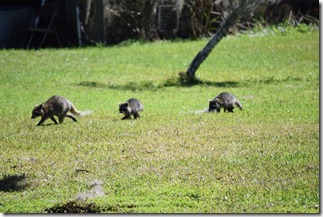 Family of Trash Pandas-2