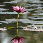 Lirio acuático, Water lily