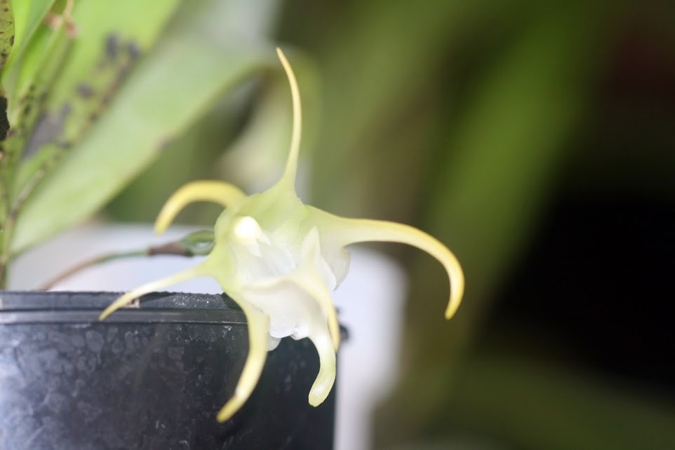 Aeranthes grandiflora IMG_1474