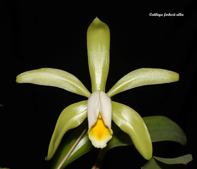 Cattleya forbesii f. alba IMG_8554b%252520%252528Large%252529