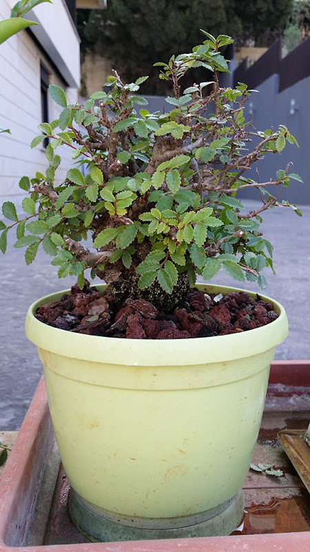 [2015-] Cork Bark Chinese Elm II 20150815_091230