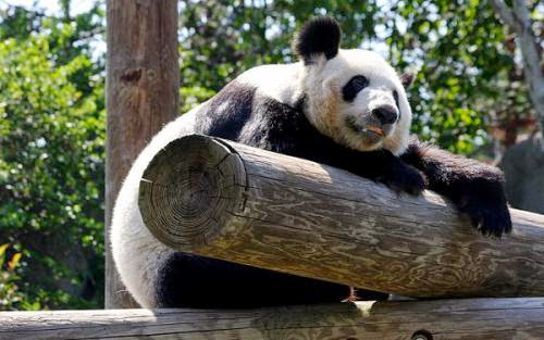 Very Important Panda Poop Research Powers On