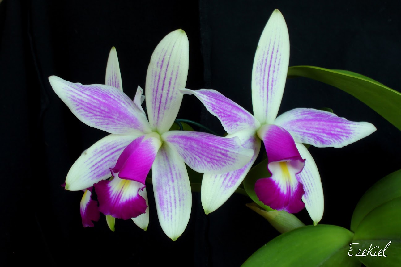 Cattleya violacea f. flamea IMG_9862