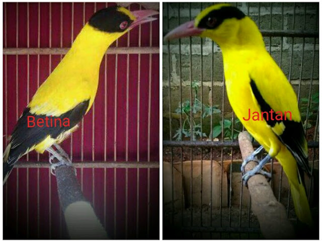 Ciri ciri perbedaan burung Kepodang jantan dan betina On 