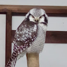 Northern Hawl Owl