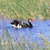 Spur-winged goose