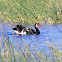 Spur-winged goose