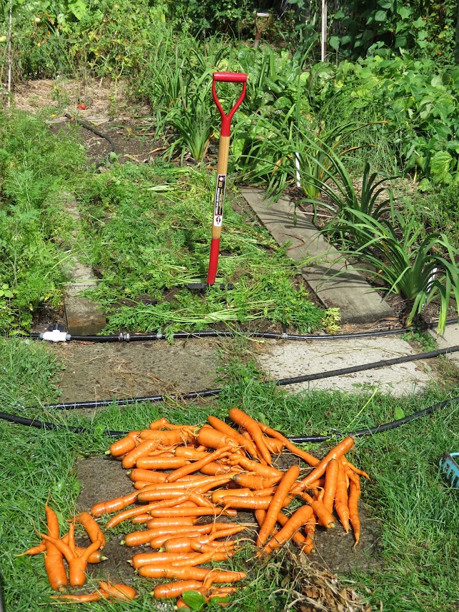 Le potager de Julien  IMG_8293