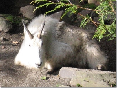 IMG_0153 Rocky Mountain Goat at the Oregon Zoo in Portland, Oregon on November 10, 2009