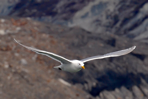 National Park «Glacier Bay National Park and Preserve», reviews and photos