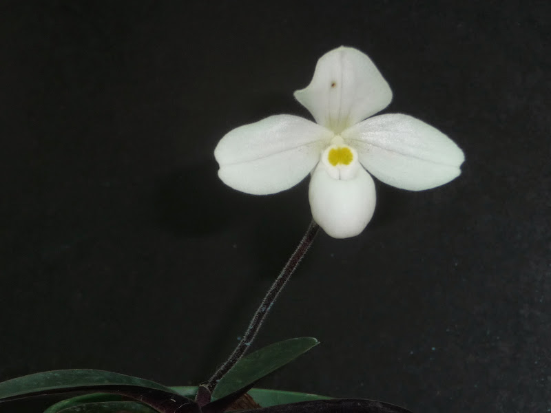 Paphiopedilum thaianum P1190947