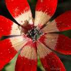 Peacock Anemone