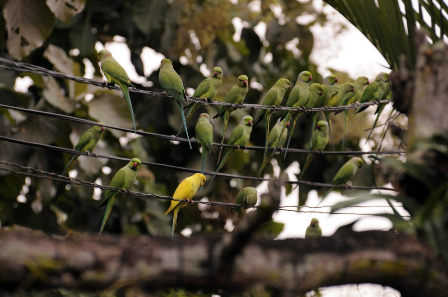 The Rose-ringed Parakeet is