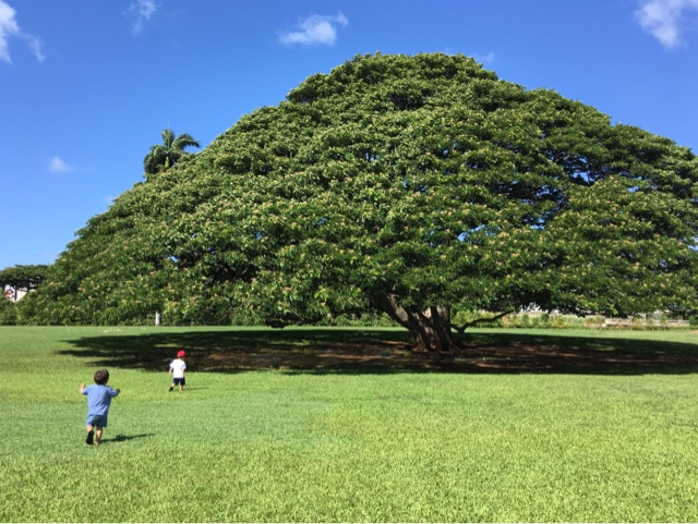 are dogs allowed at moanalua gardens