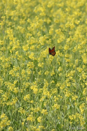 Monarch in the Mustard