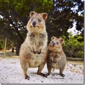 quokka05