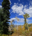 Big Cottonwood Canyon - Autumn 