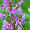 Fragrant orchid