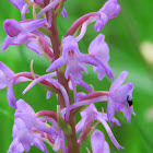 Fragrant orchid