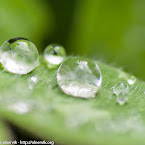 Droplets on green. 20052012-0001.jpg