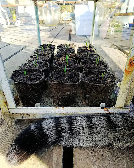 Spinach Sprout. 発芽したほうれん草の種。